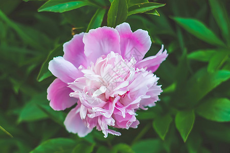 夏令营的粉红小马花玫瑰植物花朵叶子庆典花园礼物艺术花瓣文化图片