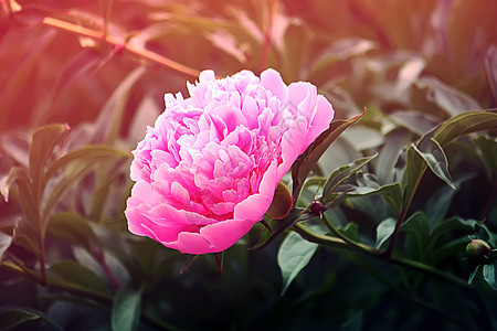 粉色牡丹花紫色植物花瓣婚礼美丽美味植物学花园花束玫瑰图片