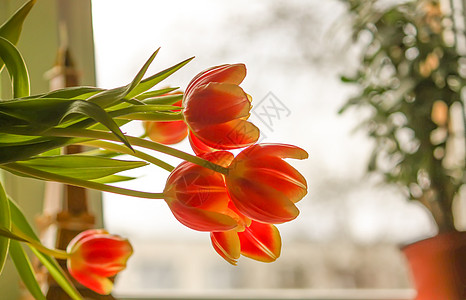 春郁金香花花瓣太阳叶子阳光晴天草地橙子植物群植物公园图片