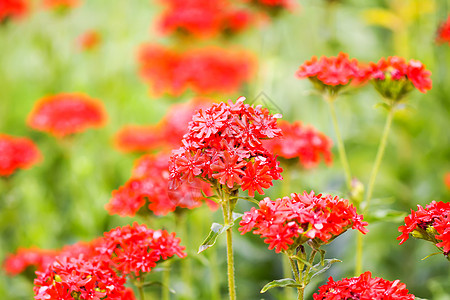 的红花 马耳他十字在夏季花园种植玉髓农业燃烧十字硅烷花序草本植物花坛花艺荔枝图片