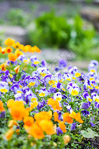 花园中美丽的花 紫花或紫花植物群农业公园场地花瓣三色植物紫色叶子季节图片