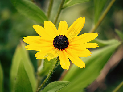 花园里的Rudbeckia植物群雏菊园艺荒野叶子植物生长菊科季节香气图片