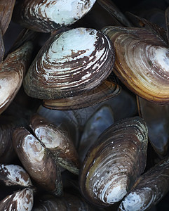 贝壳闭合烹饪壳类木头煮沸饮食营养盘子餐饮海洋小吃图片