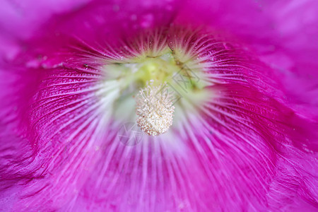 夏季花园中花朵Malva alcea 切碎的billow 或蔷薇村庄玫瑰叶子野花草地麝香紫色种子植物图片