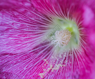 夏季花园中花朵Malva alcea 切碎的billow 或植物紫色蔷薇村庄野花玫瑰花瓣栗色投标公园图片