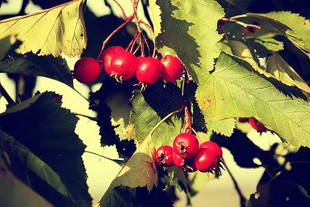 刺纹树枝上的红莓图片