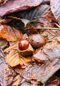 秋天 马铃薯果或豆水果植物群植物学季节叶子坚果植物森林种子团体赤褐色图片