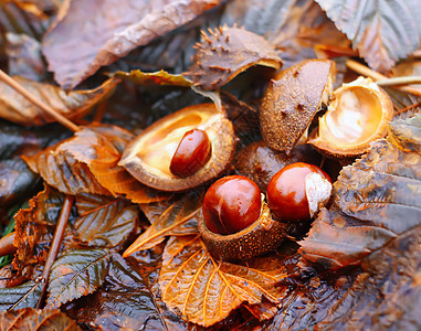 秋天 马铃薯果或豆水果植物学坚果叶子植物森林植物群赤褐色种子季节团体图片