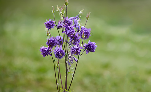 耧斗菜花图片