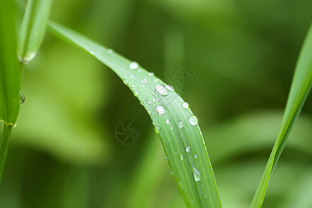 夏季草原上新鲜绿草 雨后滴水环境气泡生长液体雨滴反射树叶宏观阳光花园图片