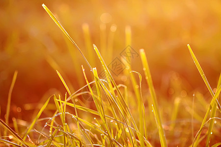 日落金色阳光下露水的新鲜绿草 夏季自然本性背景黄金农业宏观场景草地花园季节场地时段草本植物图片