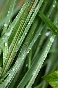 夏季草原上新鲜绿草 雨后滴水液体气泡雨滴天气草本植物叶子植物群环境反射植物图片