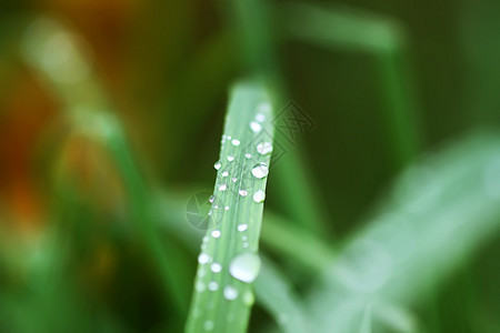 夏季草原上新鲜绿草 雨后滴水草药宏观植物群液体刀刃天气树叶气泡植物阳光图片
