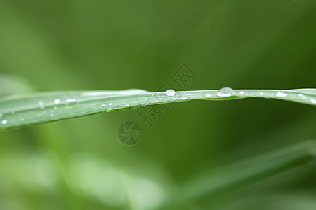 夏季草原上新鲜绿草 雨后滴水宏观植物群树叶阳光液体草药生长环境花园反射图片