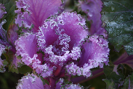 紫色观赏装饰开花卷心菜菜花植物学食物植物季节花园油菜宏观农业生长图片