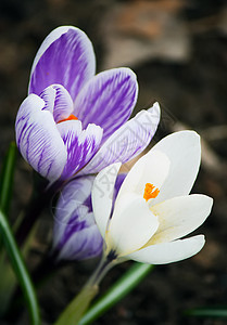 户外花朵生活季节草地植物水晶发芽雌蕊红花花园花瓣图片