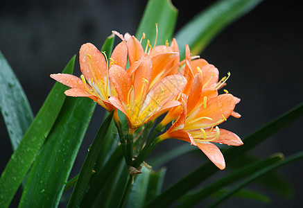 橙莲花美食脆弱性食物花朵绿色雌蕊生物红色情调黄色图片