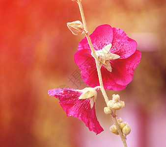 粉红色的锦葵花宏观雌蕊叶子花瓣木槿花期花园植物蔷薇绣球花图片