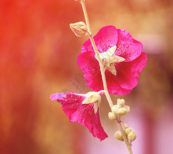 粉红色的锦葵花宏观雌蕊叶子花瓣木槿花期花园植物蔷薇绣球花背景图片