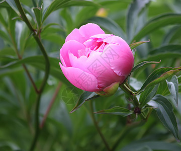 粉色牡丹花花束植物学花园宏观紫色季节牡丹美味美丽礼物图片