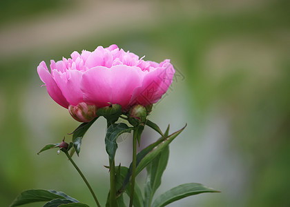 粉色牡丹花婚礼季节美丽花瓣紫色花园花束植物群礼物美味图片