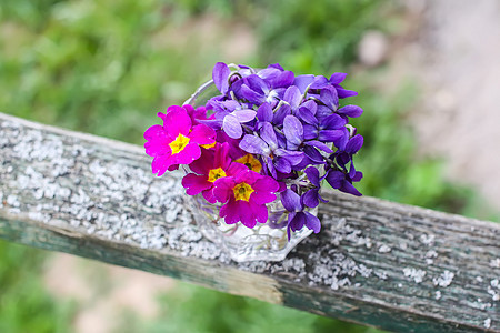 紫褐花花园艺紫色花瓣植物群蓝色花园宏观生长野花植物图片