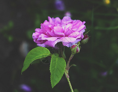 美丽的玫瑰花朵死亡脆弱性园艺回忆植物玫瑰压痛幼苗植物学乡愁图片