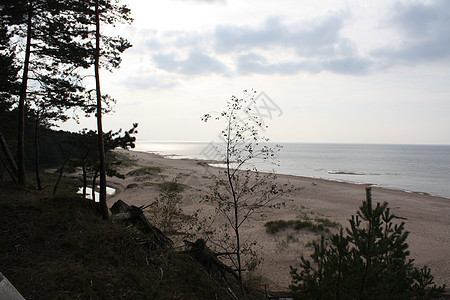 拉脱维亚的海景液体冲浪森林阳光材料支撑海滩海岸线松树天空图片