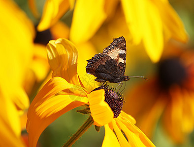 花园里的Rudbeckia园艺花瓣季节荒野植物群叶子香气雏菊植被植物学图片