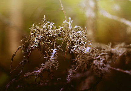 森林里的蚊子环境植物雨林叶子苔藓太阳树木地面晴天高度图片