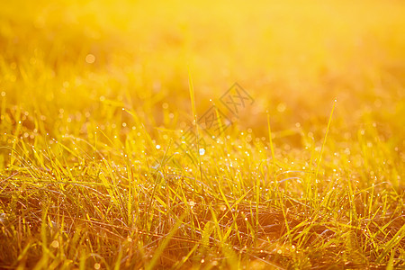 日落金色阳光下露水的新鲜绿草 夏季自然本性背景草本植物生长黄金草地场地宏观环境金子花园场景图片