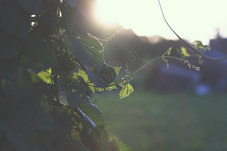 拉脱维亚美丽的风景太阳植物草地生长叶子气象牧场场景美化花园图片