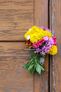 夏季野花的香味 旧木门背景上的 Pxloxes 和黄金菊图片
