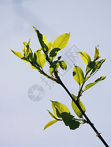 樱桃树枝 满是花朵的枝子 在白色背景下被孤立图片