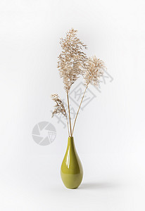 白色背景陶瓷花瓶中的天然芦苇打印季节气氛阴影日落植物博客民间制品小样图片