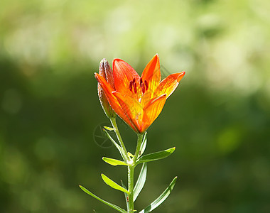 橙莲花雌蕊黄色植物异国花瓣老虎绿色食物百合花朵图片