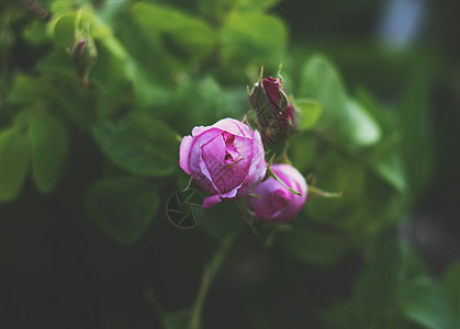 美丽的玫瑰花朵回忆压痛乡愁公园玫瑰生长死亡脆弱性植物香味图片