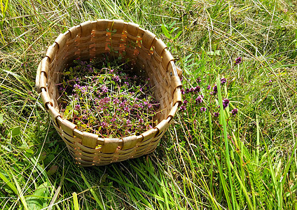 阳光明媚的一天 在草原上的篮子中闪耀着百姆百里香食物植物学土地烹饪宏观植物胸腺药品叶子图片