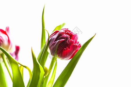 红郁金香花花束在花束中场地植物群植物公园橙子团体花园礼物花瓣叶子图片