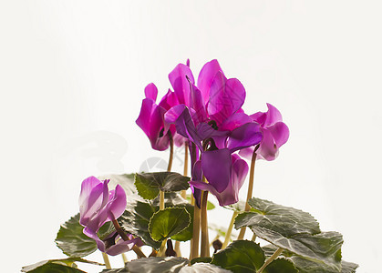 花盆里的美丽的粉红色环人花朵紫色生长花园房子花瓣脆弱性花束植物群园艺热带图片
