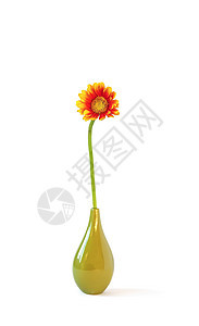 陶瓷花瓶中的雪贝拉花束植物季节橙子雏菊植物学叶子植物群生日花瓣花园图片