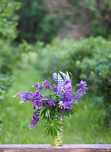 露天的夏花花束 大叶或大叶林木花朵 Lupinus多面植物花瓣花艺环境季节花园荒野紫色场地野花太阳图片