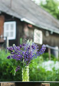 在户外的农村住宅建筑上放一束夏花 大叶或大叶和大叶林木花 Lupinus 多种植物环境野花场地荒野紫色生长太阳季节植物学草地图片