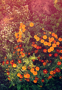 花园的花朵水平高山园艺红色阳光橙子植物学季节性年度生长图片