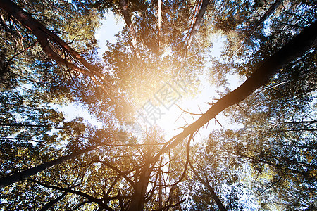 阳光下树顶 夏日森林植物场景松树风景苔藓晴天公园木头树木太阳图片