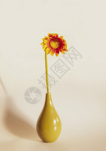 陶瓷花瓶中的雪贝拉花束季节花园植物花瓣生长叶子礼物玻璃植物群雏菊图片