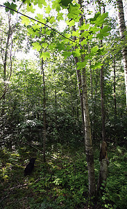 夏月林旅行木头荒野森林季节松树植被风景环境苔藓图片