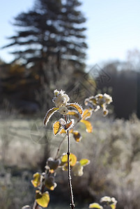 秋天公园里的第一场霜 十一月的清晨 雾凇湿枝森林季节天气叶子植物磨砂树叶冻结水晶宏观图片