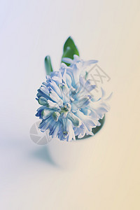 怀奥莱特赫亚青花在锅里开花花瓣叶子花朵植物园艺花园灯泡花束植物学蓝色图片