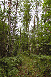 夏季森林与绿色青菜植物 在农村图片